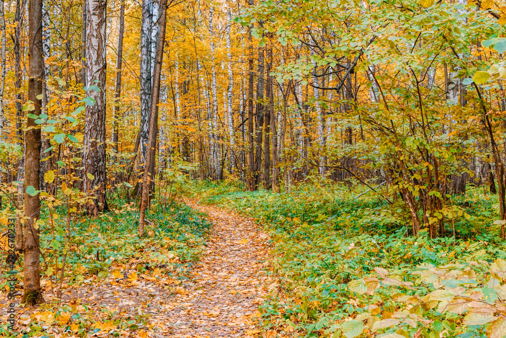 Fototapeta premium Path in a forest with colorful autumn leaves