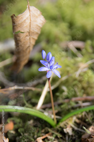 Scilla bifolia photo