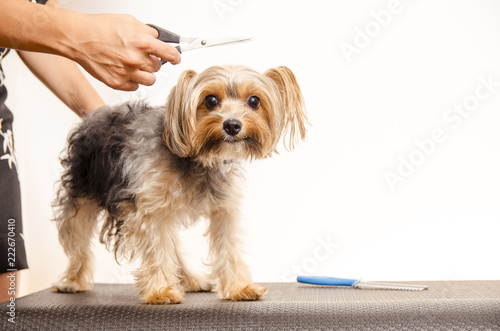 Cute dog looking at camera at dog groomer service