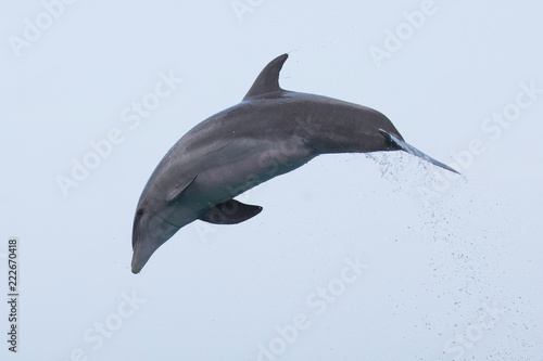 Delfin im Meer springt aus Meer  Delfin in der Luft 