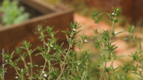 Satureja hortensis or summer savory plantation