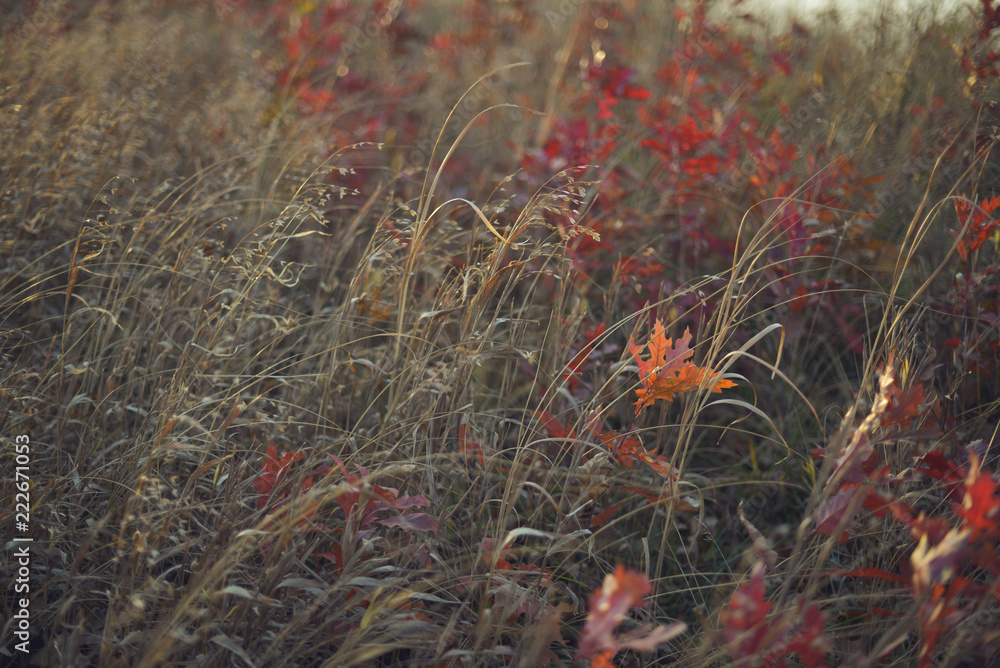Colorful tiny red oaks in a prairie in the Fall Colorful tiny red oaks in a prairie in the Fall