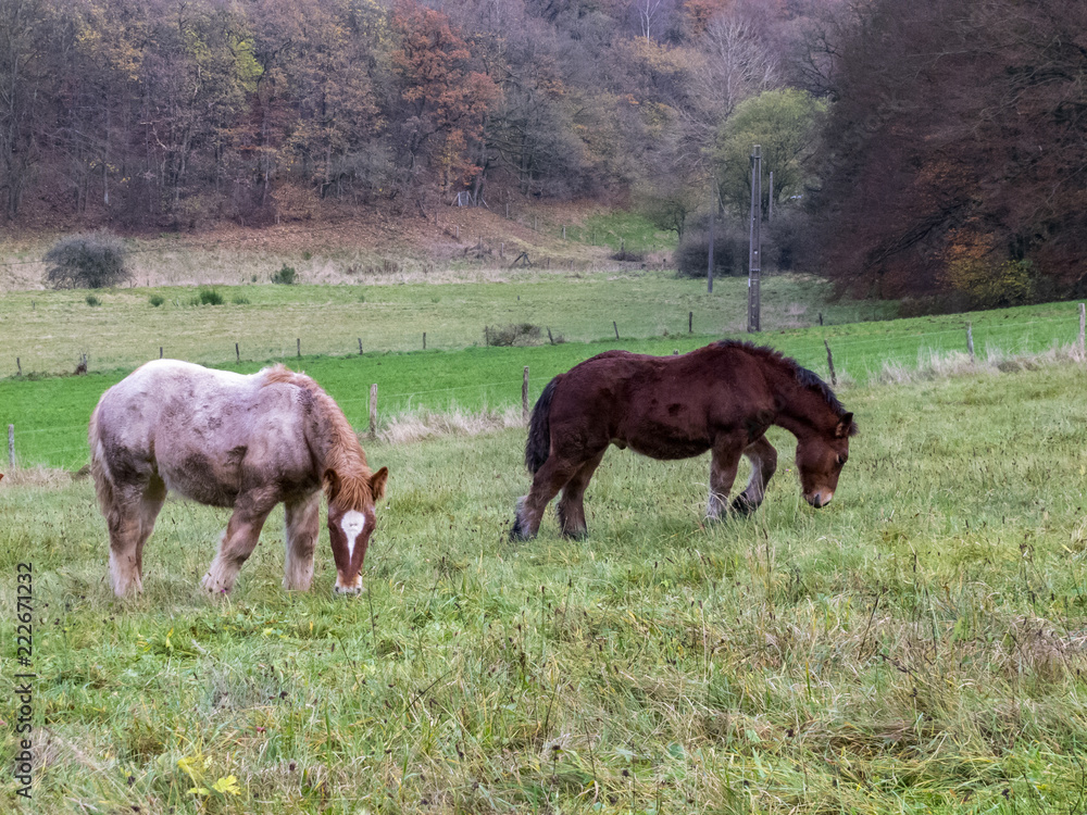 Two Ardennes foals grazing in a Belgian pasture on a rainy November day Two Ardennes foals grazing in a Belgian pasture on a rainy November day