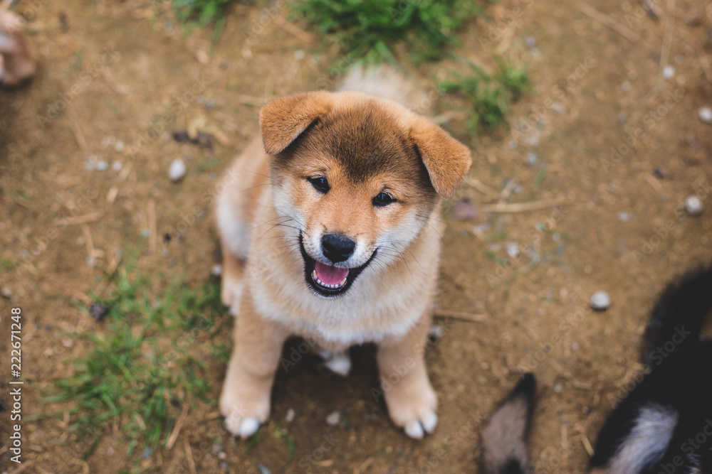 Portrait of smiley and happy japanese red puppy of Shiba inu sitting on the ground