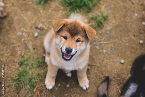 Portrait of smiley and happy japanese red puppy of Shiba inu sitting on the ground