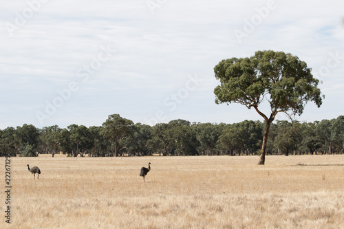 Emu und Baum Landschaft