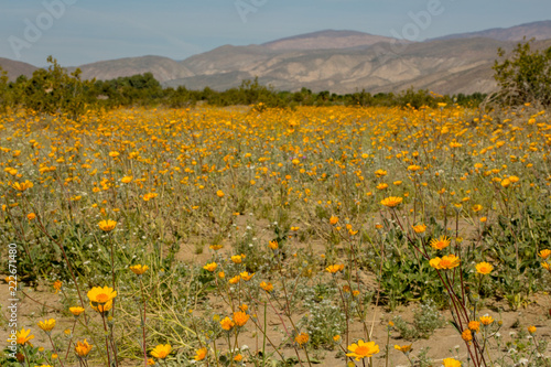 Yellow flowers