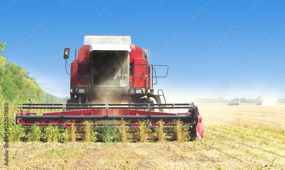 Obraz premium red combine harvester soybean harvest against the blue sky. The farm operates in the field in the autumn season