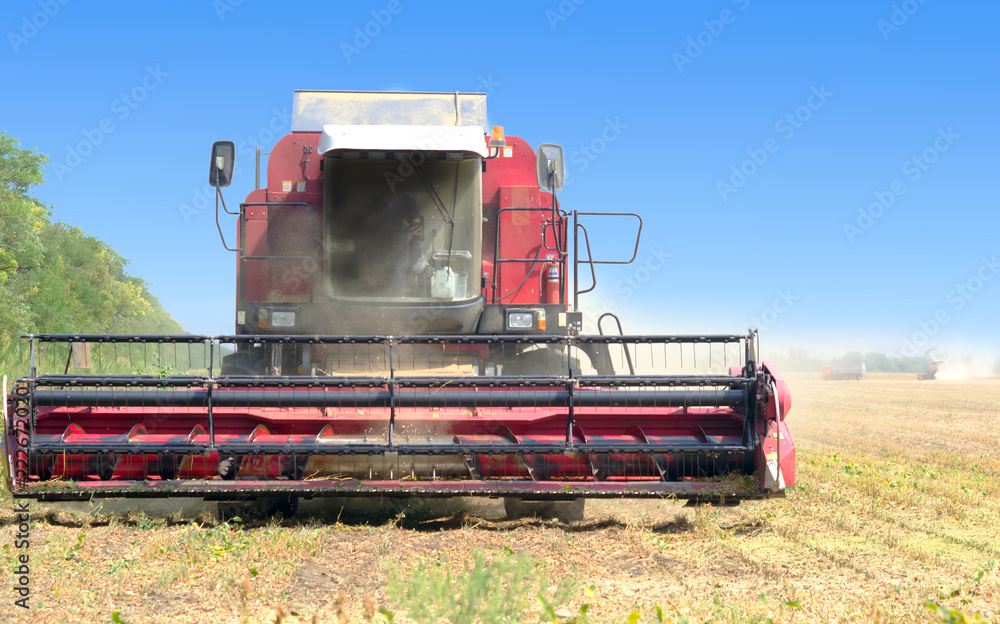 Fototapeta premium red combine harvester soybean harvest against the blue sky. The farm operates in the field in the autumn season