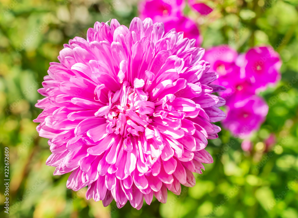 Beautiful asters in sunny day. Natural background.