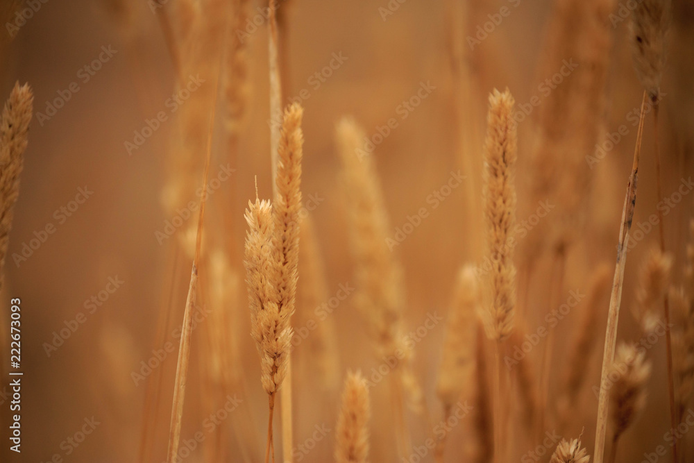 Closeup of stalks and grains in golden field