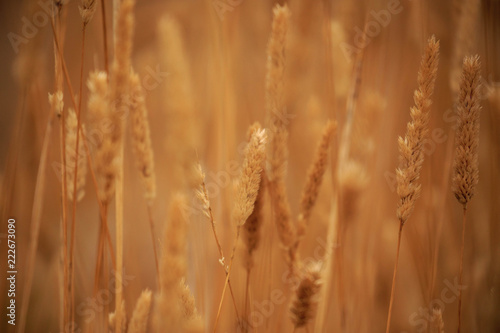 Field of golden grains glowing in sunlight