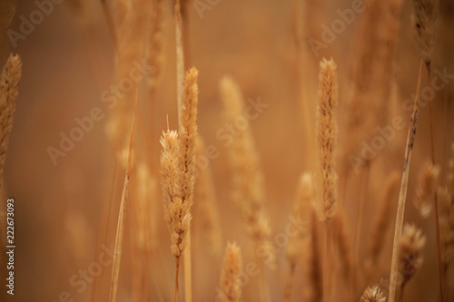 Closeup of stalks and grains in golden field