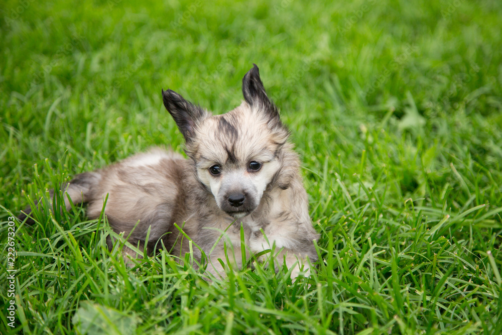 Fototapeta premium Portrait of cute powder puff puppy breed chinese crested dog lying in the green grass on summer day.