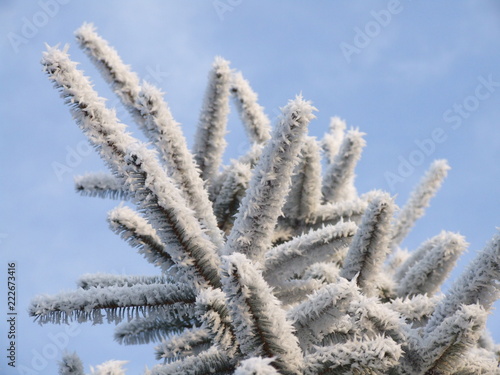 Skyward view of a Frost covered Pine Tree Needles in the Snow during Winter