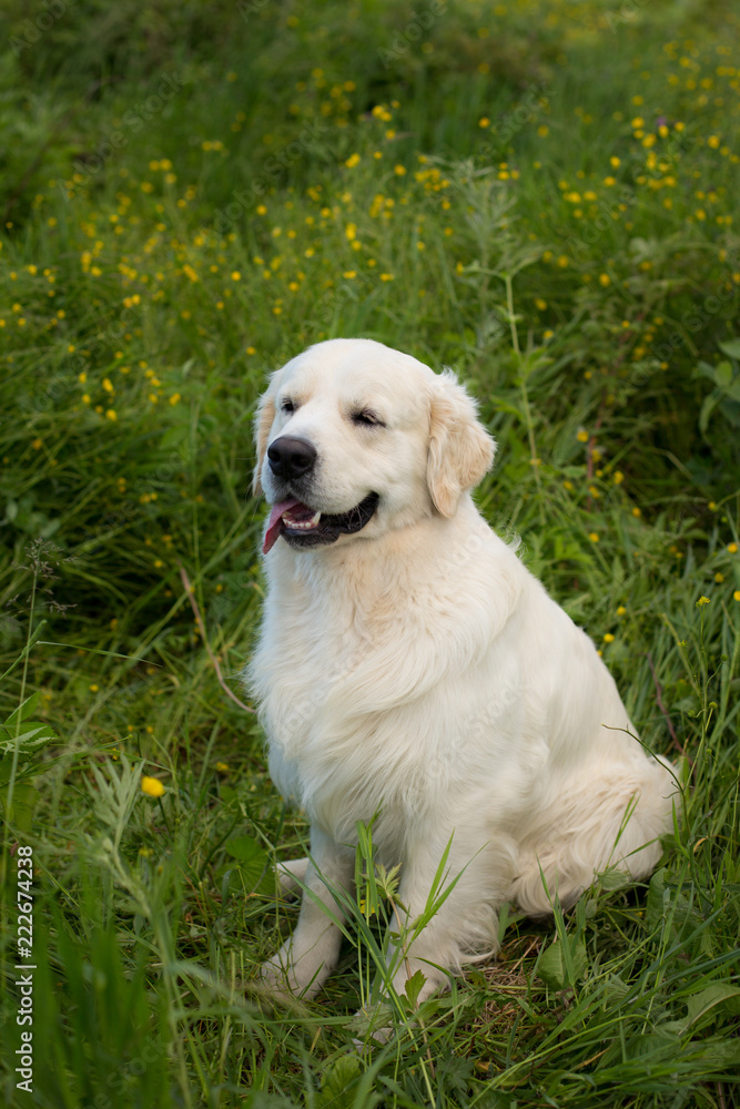 Portrait of beautiful golden retriever dog sitting in the green grass and buttercup flowers Portrait of beautiful golden retriever dog sitting in the green grass and buttercup flowers