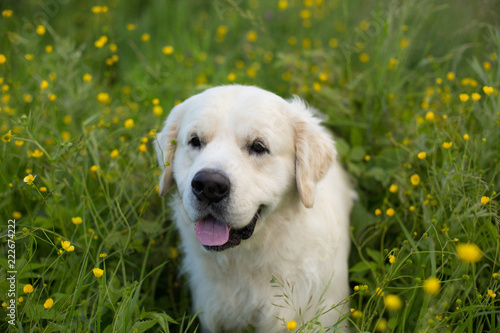 Portrait of funny golden retriever dog lying in the buttercup field in summer