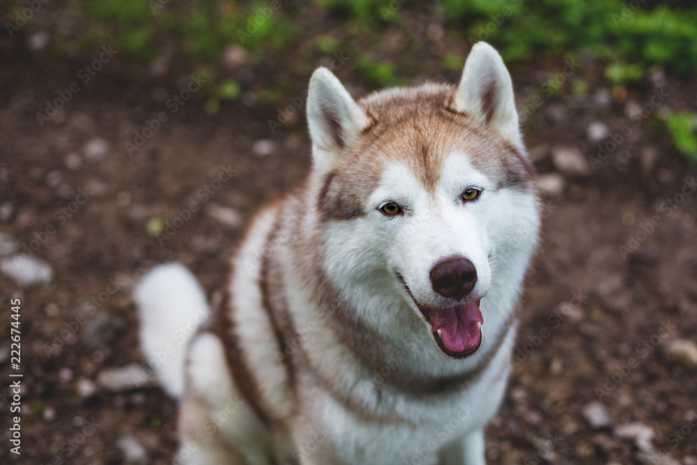 Close-up image of happy dog breed siberian husky in the forest. Portrait of friendly dog looks like a wolf