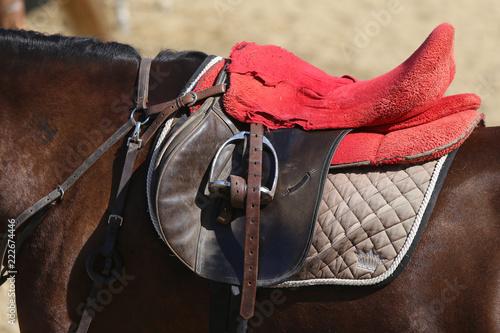 Sport horse standing during competition under saddle outdoors