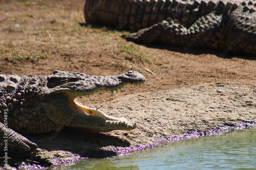 Fototapeta premium Nile Crocodile