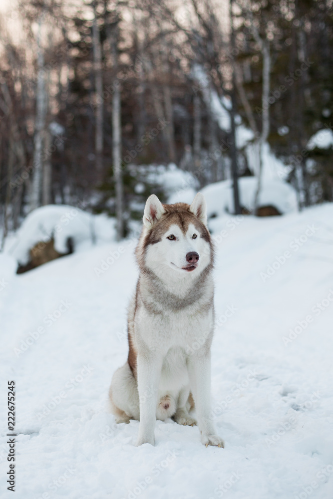 Portrait of Siberian Husky dog sitting on the snow in winter forest at sunset Portrait of Siberian Husky dog sitting on the snow in winter forest at sunset