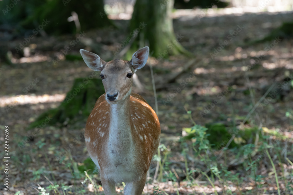 Fototapeta premium Rehbild