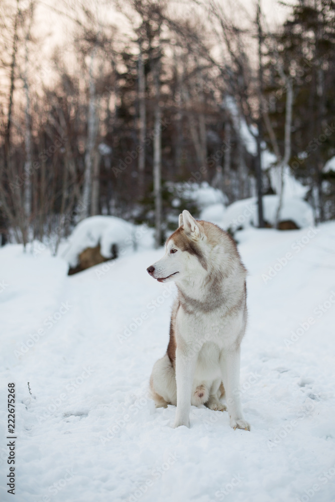 Profile Portrait of free Siberian Husky dog sitting on the snow in winter forest at sunset