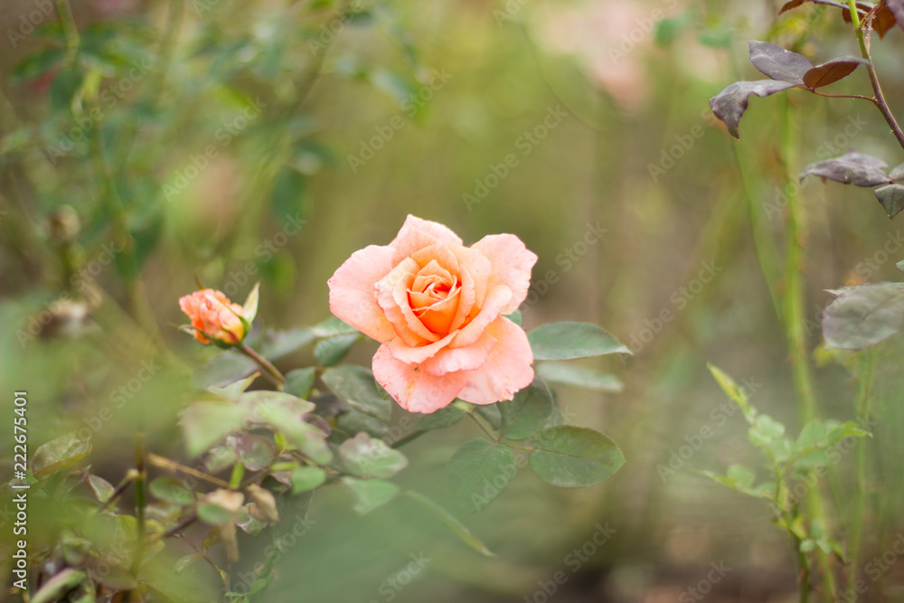 creative foreshortening garden concept of soft focus rose natural flower in flower bed environment creative foreshortening garden concept of soft focus rose natural flower in flower bed environment