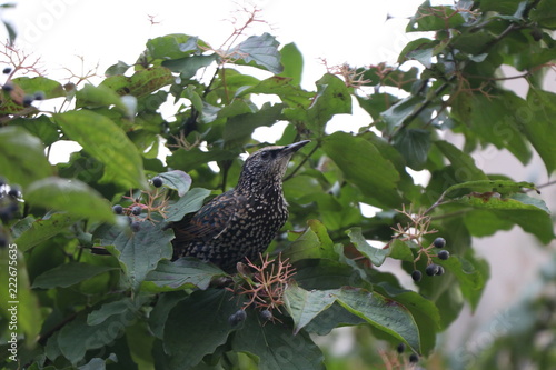 the bird eats the berries