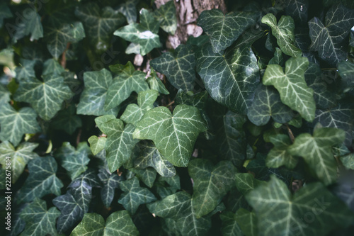 background of ivy green leaves