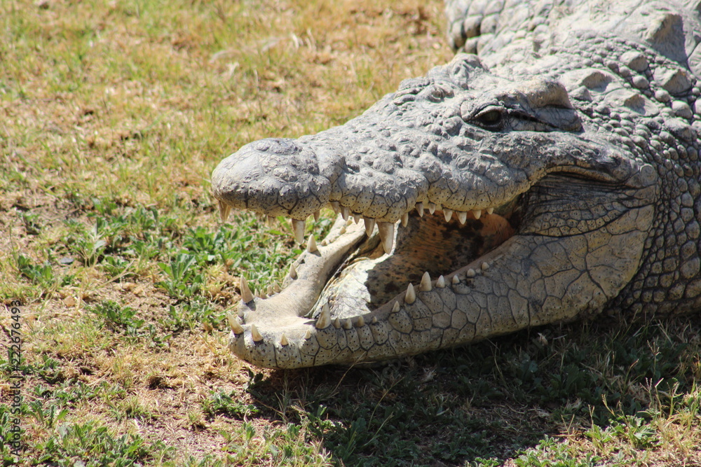 Fototapeta premium Nile Crocodile