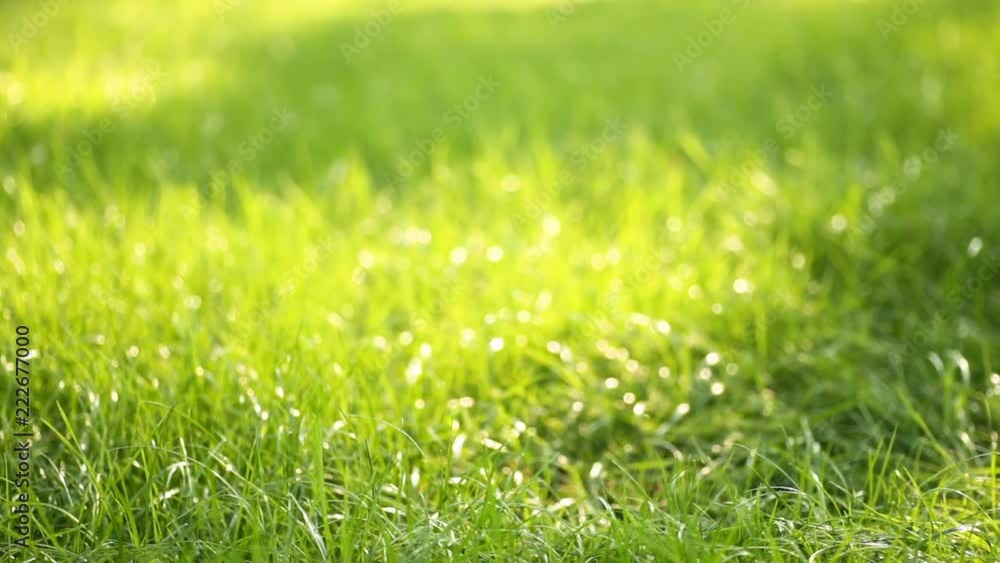Beautiful low field grass, long macro defocused shot, green plant blowing on the wind with depth of field, spring meadow, with the sun shining. Perfect for film, digital composition, background Beautiful low field grass, long macro defocused shot, green plant blowing on the wind with depth of field, spring meadow, with the sun shining. Perfect for film, digital composition, background