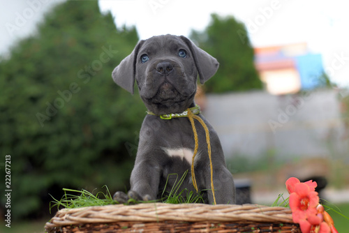 Fototapeta Naklejka Na Ścianę i Meble -  Portrait of sweet silver grey Italian mastiff puppy with beautiful blue eyes 
