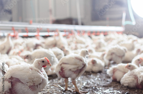 Feeding chickens on indoor farm