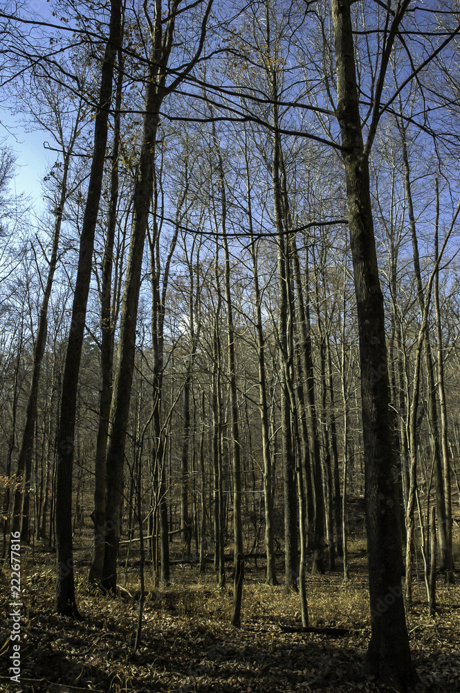 sunny day in winter in the forest sunny day in winter in the forest