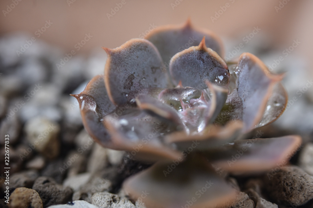 Obraz premium Cactus with droplet macro shot