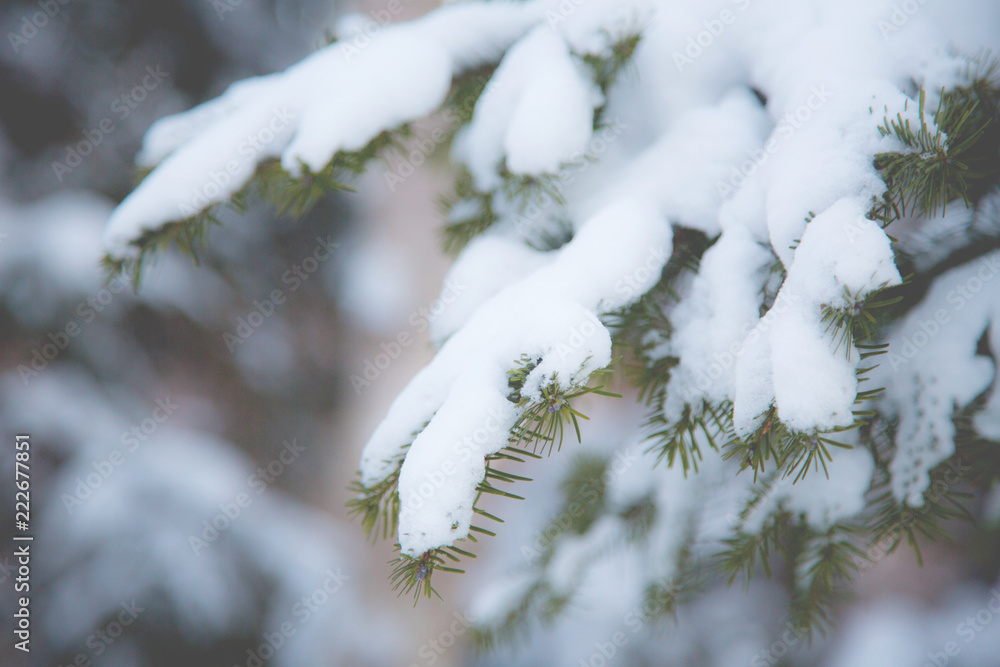 Close-up image of Fir tree Branch Covered with Frost and Snow. Winter and Christmas Background.