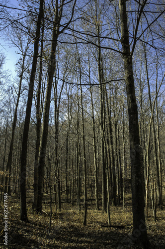 sunny day in winter in the forest