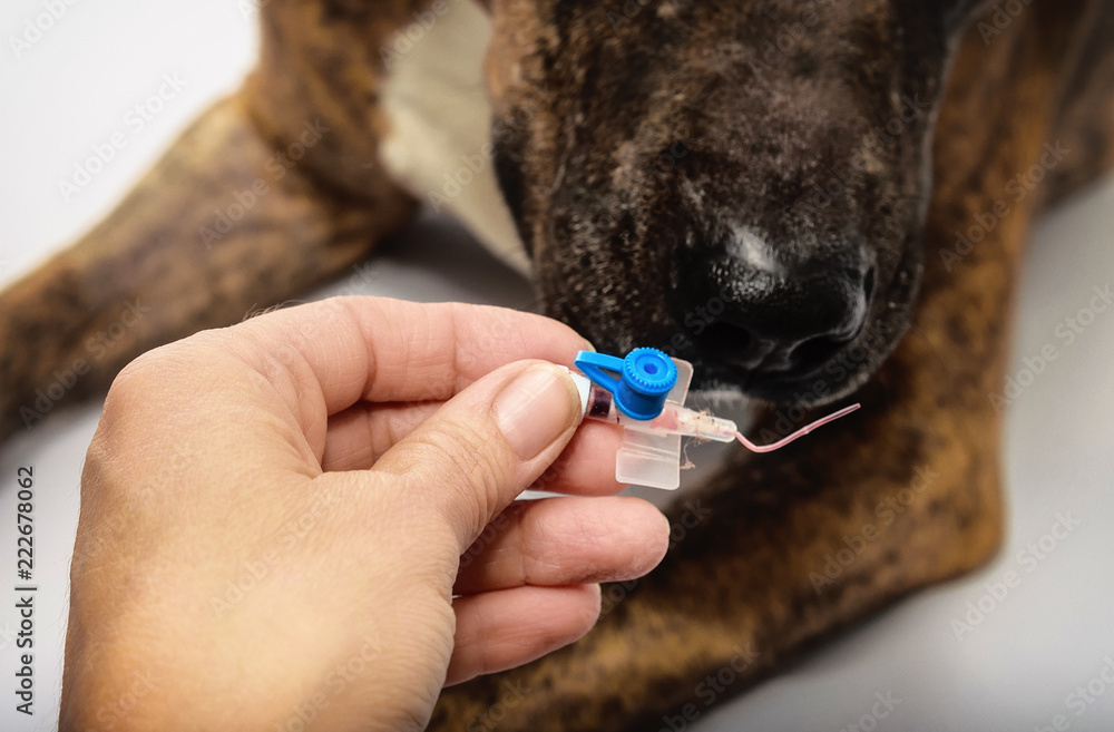 the dog sniffs intravascular catheters after extraction Stock Photo