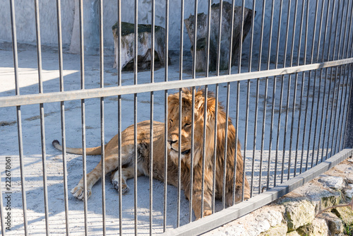The lion is the king of beasts in captivity in a zoo behind bars. Power and aggression in the cage.