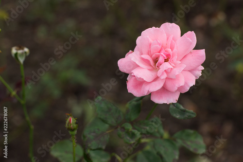 garden concept soft focus one natural rose flower and unfocused background , copy space