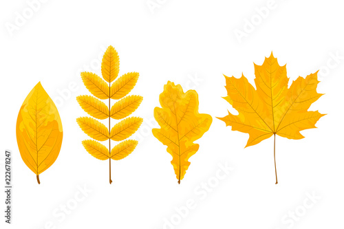 Set of the four yellow leaves