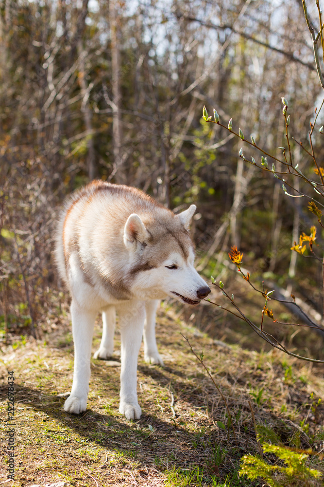 Fototapeta premium Profile Image of funny dog breed Siberian husky standing in the forest and eating fresh leaves in spring