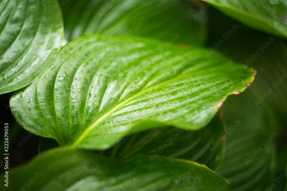 photo for background of green tropical leaves with water drops photo for background of green tropical leaves with water drops