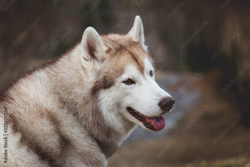 Profile Portrait of funny beige and white Siberian Husky dog sitting on mountains background