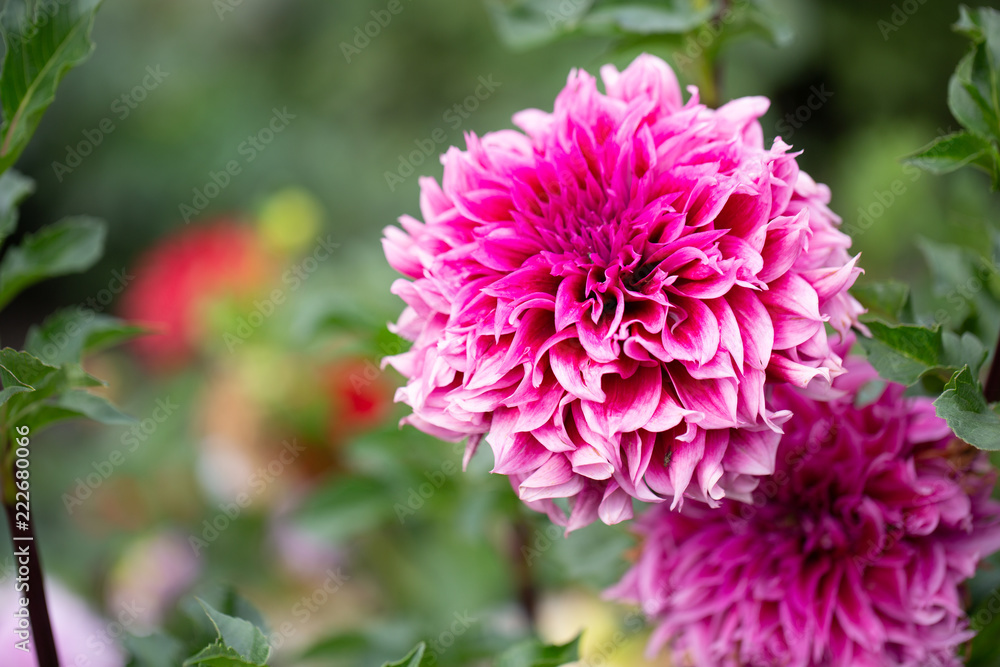 Flowers dahlias in the botanical garden Flowers dahlias in the botanical garden
