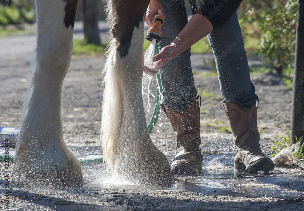 Obraz premium Person bathing hairy horse