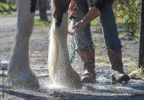 Person bathing hairy horse