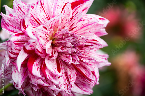 Fototapeta Naklejka Na Ścianę i Meble -  Flowers dahlias in the botanical garden