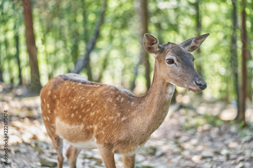 Fallow deer in forest.     © Marek Walica